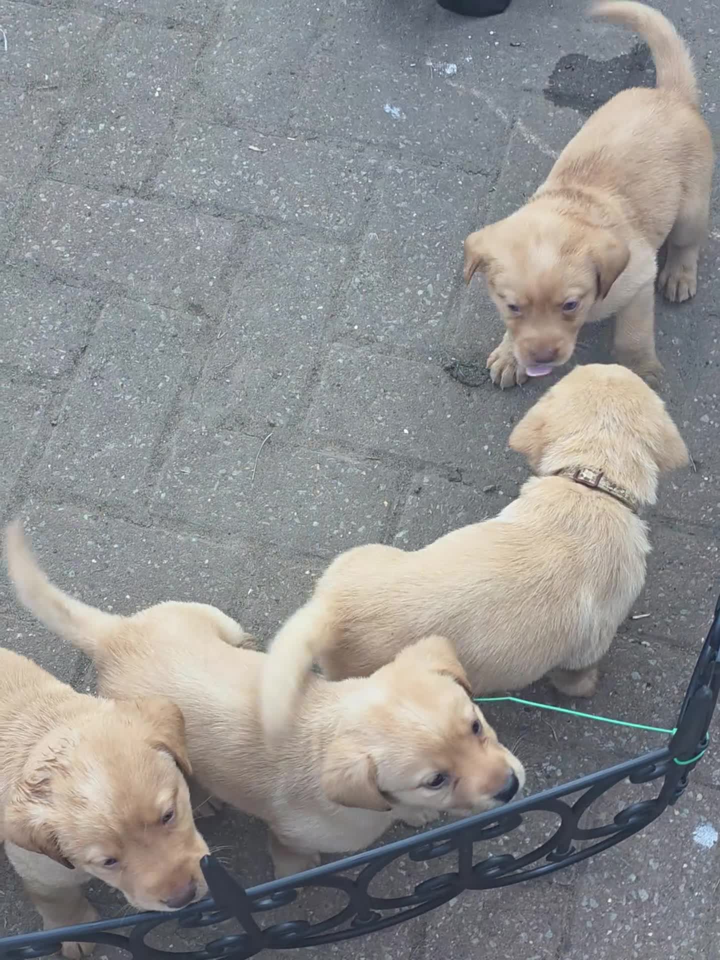 Labrador Retriever dogs for sale: 6 beautiful bundles of joy - Video 1