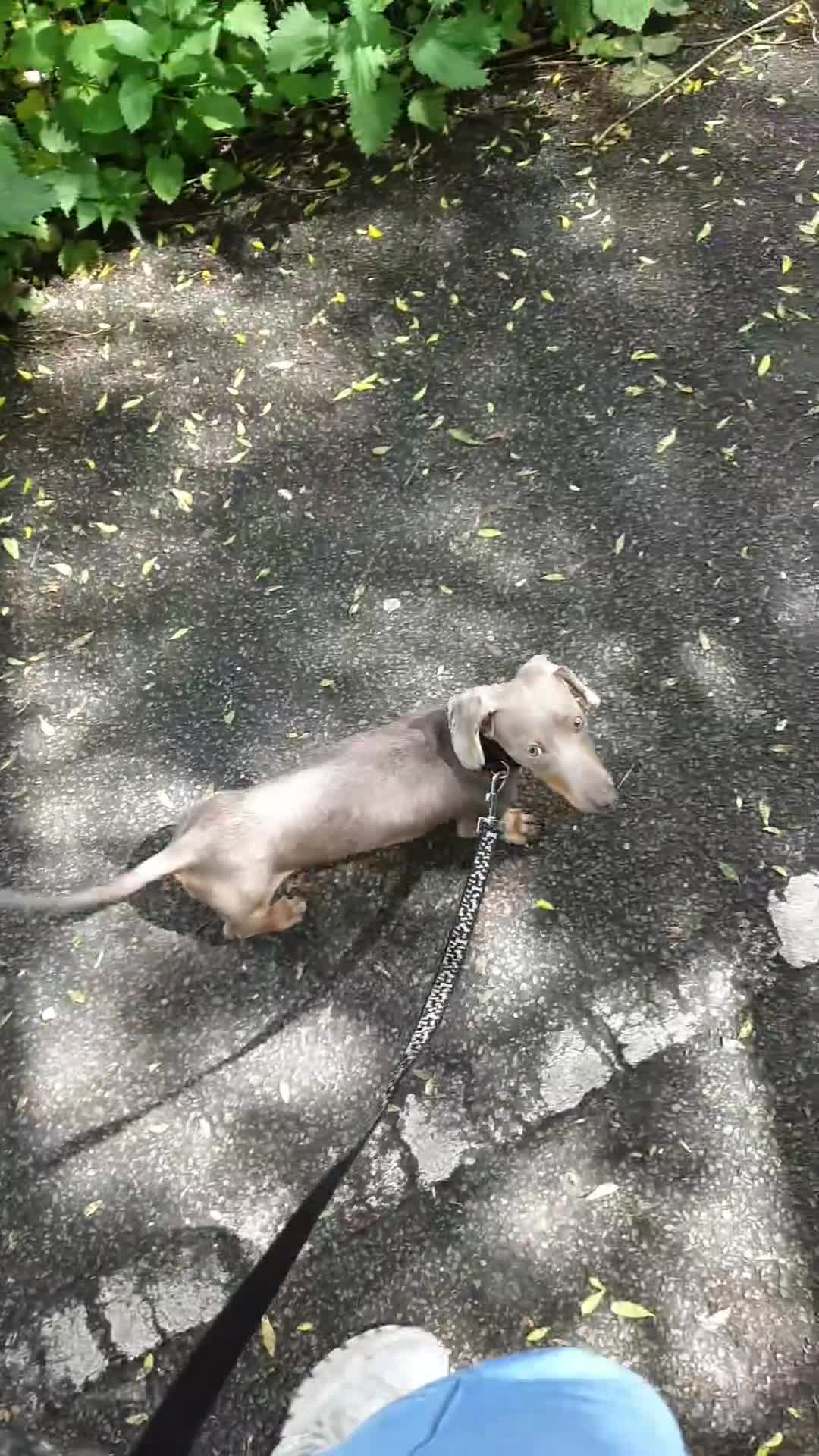 Dachshund dogs for sale: Beautiful Dachshund Looking for a Loving Home - Video 1