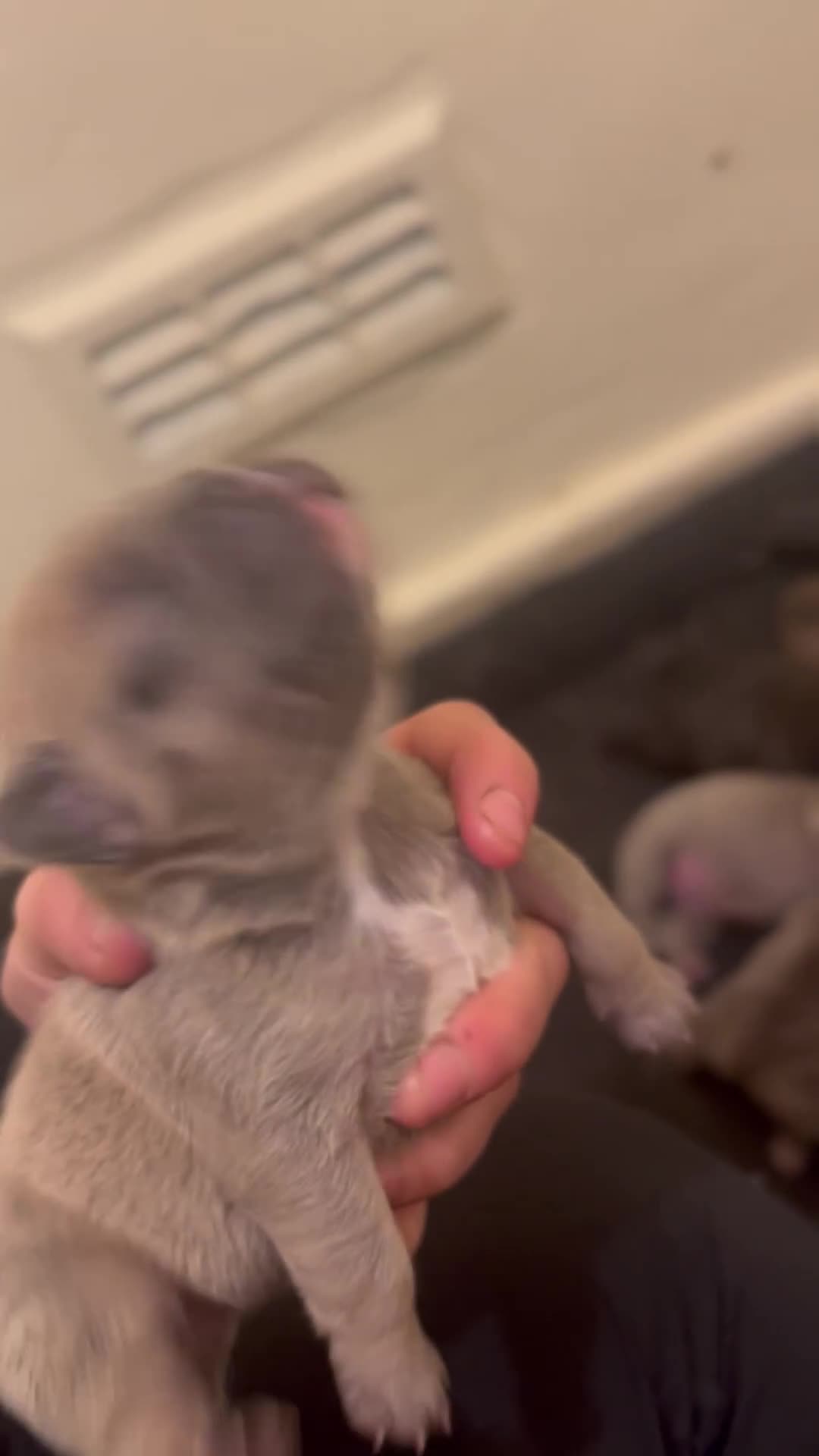 French Bulldog dogs for sale: Beautiful frenchies for sale  - Video 5