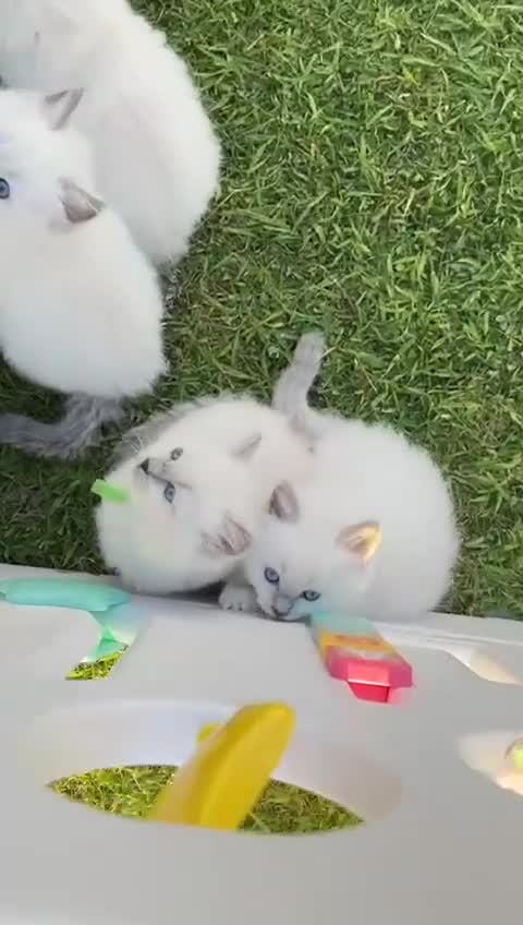 Ragdoll cats for sale: Female kitten become available! Pure Ragdoll in Derby - Video 1