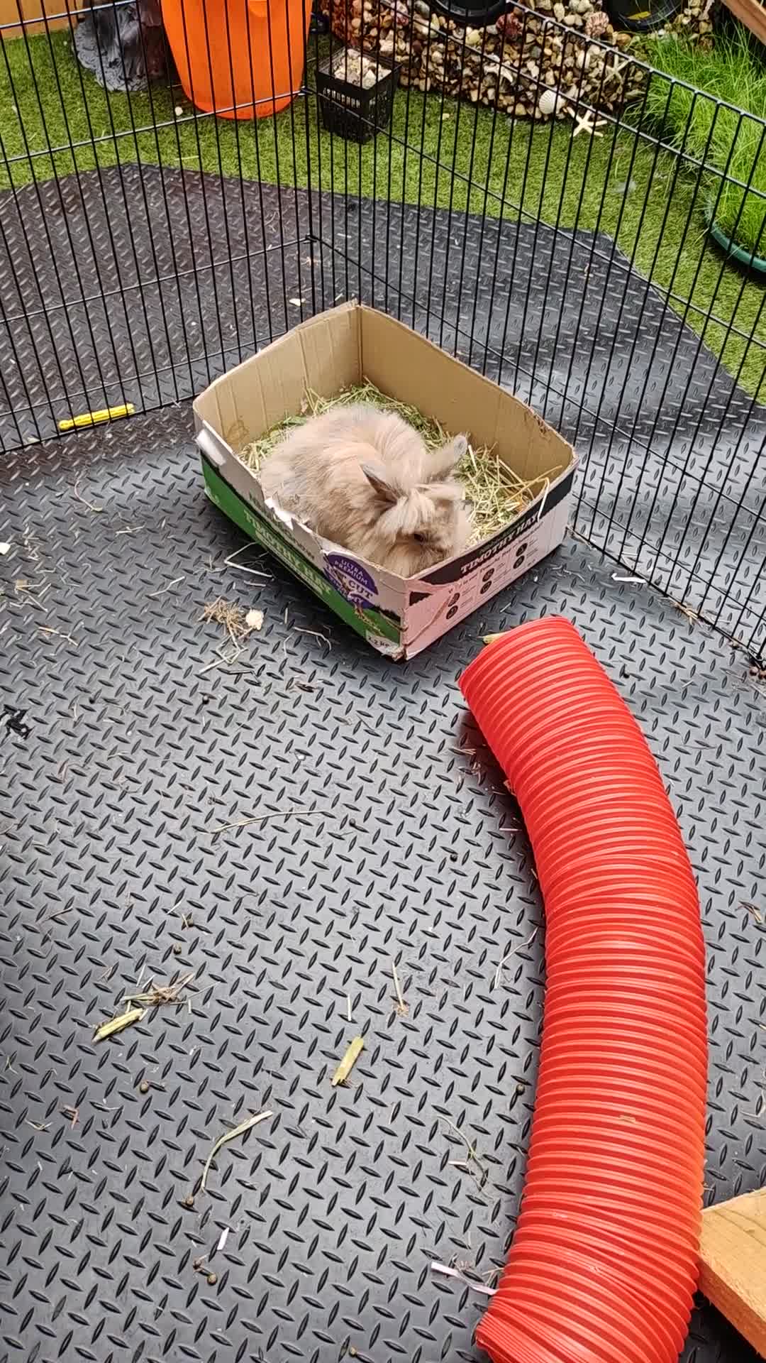Lionhead rabbits for sale: Madam Fig & Lady Baby - Video 1