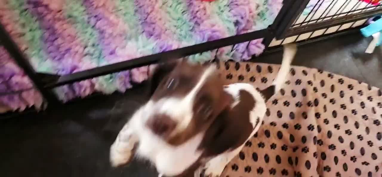 English Springer Spaniel dogs for sale: Outstanding Home Reared KC 5 ⭐️ Vetted Ready now  - Video 1