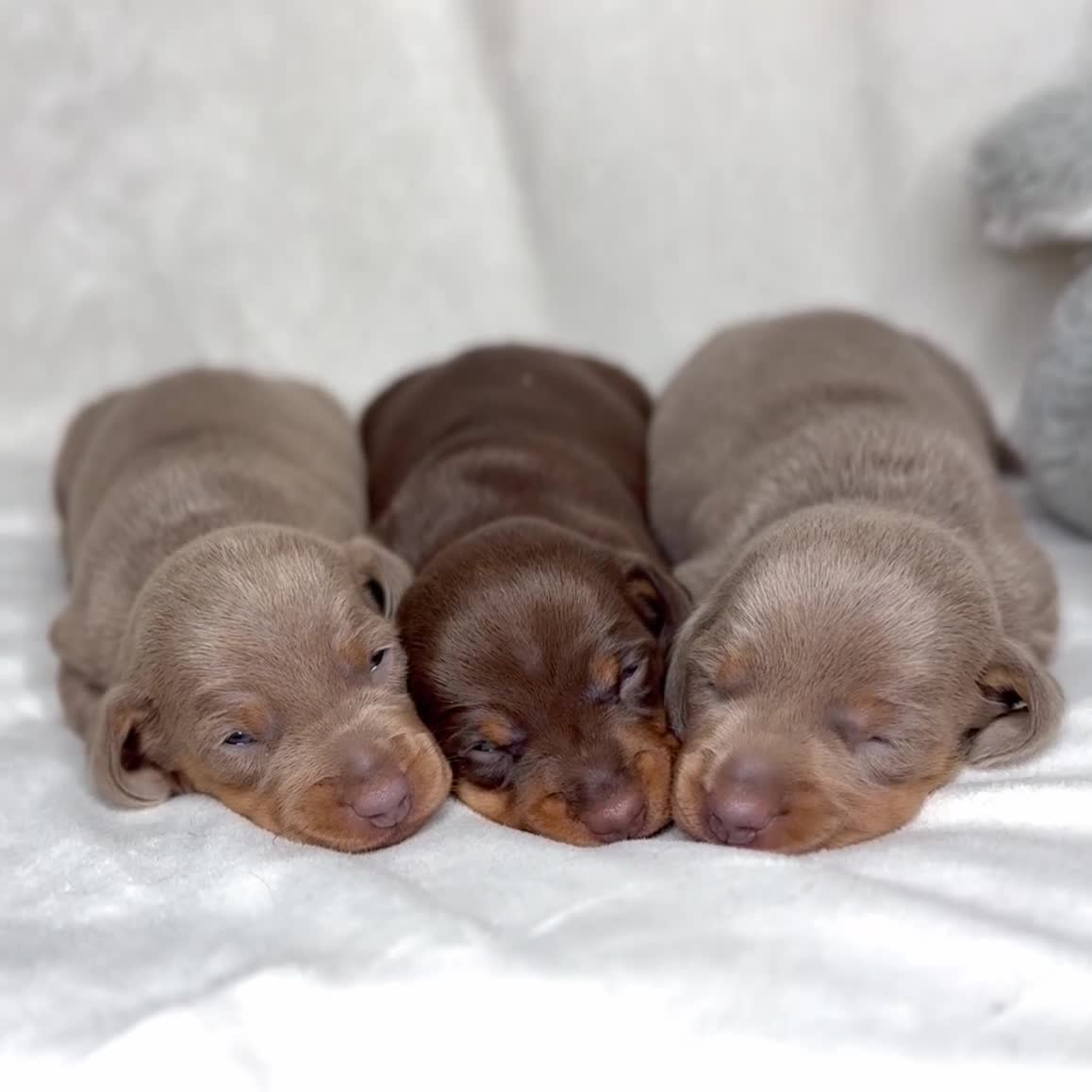 Miniature Dachshund dogs for stud: Chocolate and tan long haired stud in Bromsgrove - Video 2