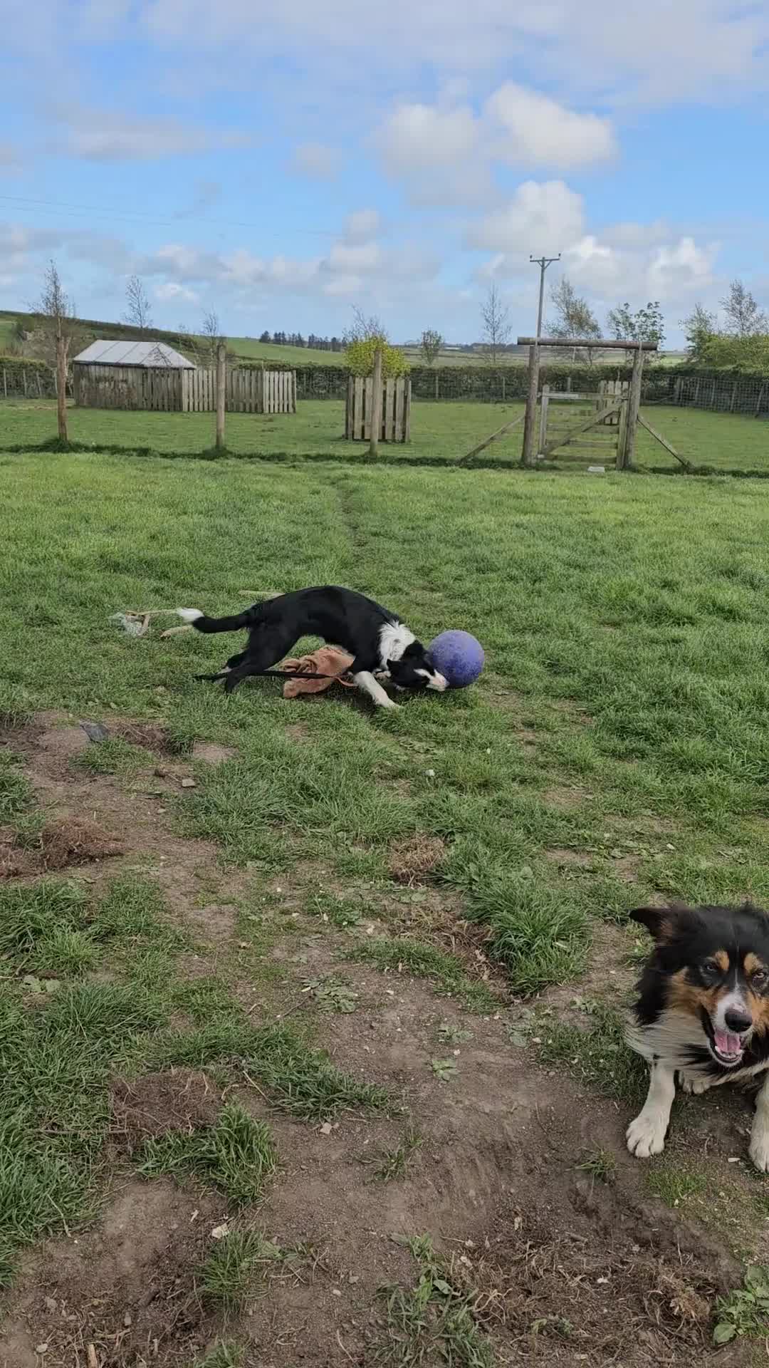 Border Collie dogs for sale: Border collie girl 14 months old - Video 1