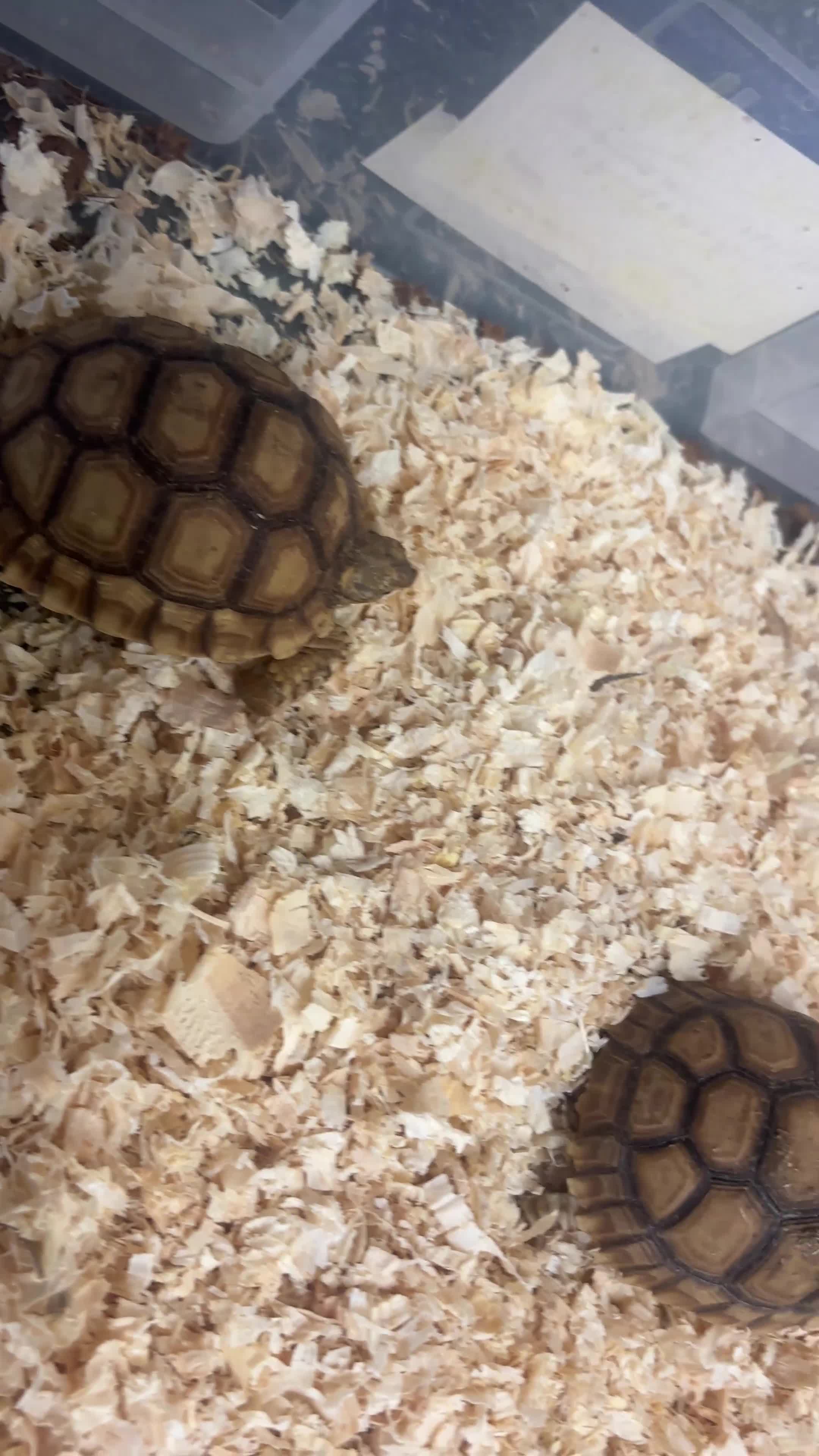 Tortoise reptiles for sale: Baby Sulcata Hatchlings in Swindon - Video 1