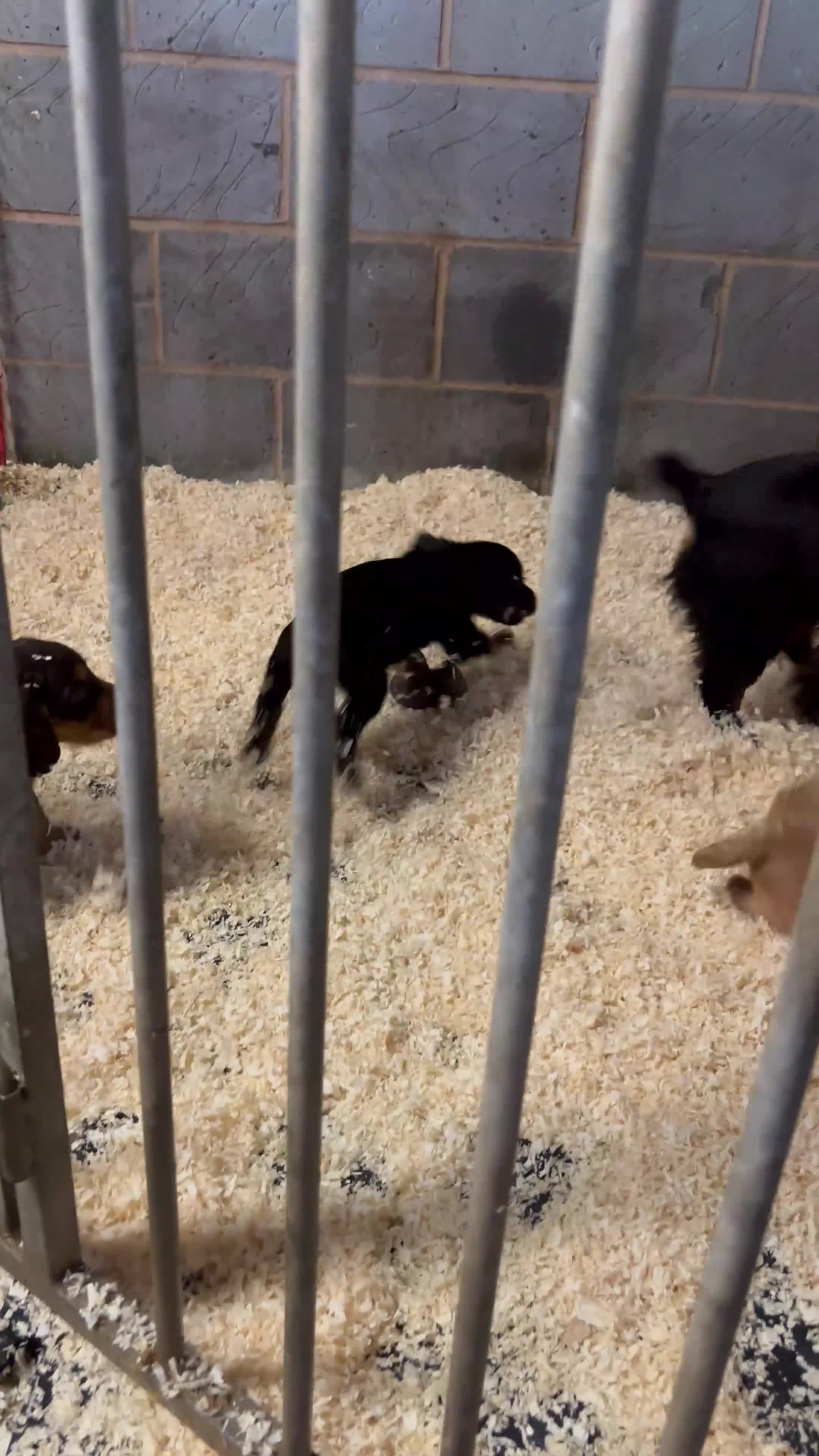Cocker Spaniel dogs for sale: Ready to leave 2 golden boys  - Video 1