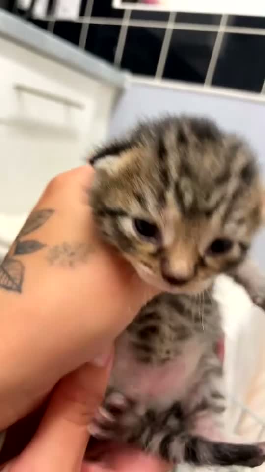 Mixed Breed cats for sale: 4 tabby kittens  in Leeds - Video 5