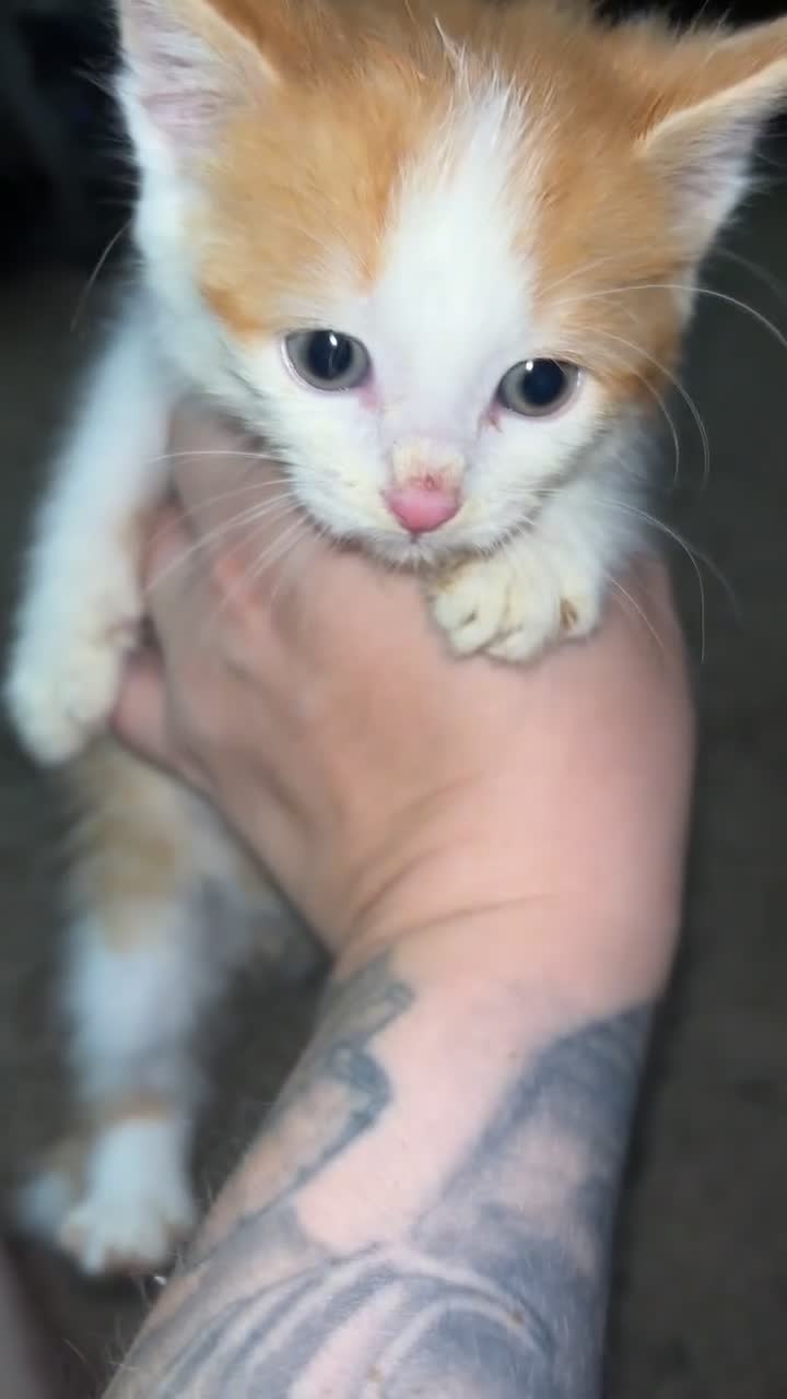 Mixed Breed cats for sale: Ready now!! - Video 5