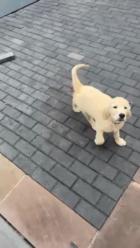 Golden Retriever dogs for sale: 13Week Golden Ret Puppy Healthy, LovingHome Needed - Video 1