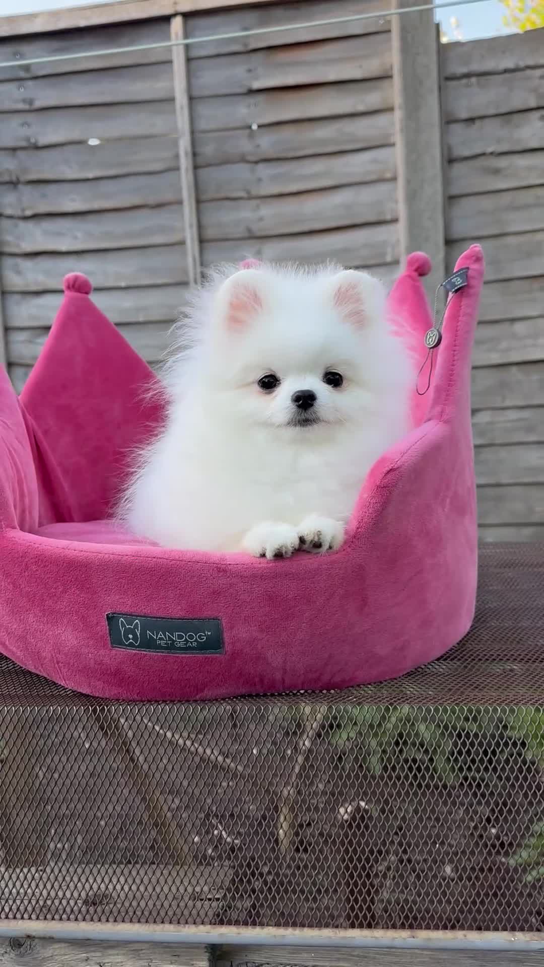 Pomeranian dogs for sale: White and Orange Pomeranian Boys - Video 2