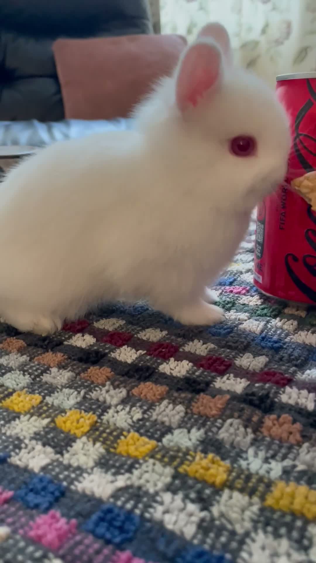 Netherland Dwarf rabbits for sale: Netherland Dwarf purebred Baby Rabbits NEW  - Video 2