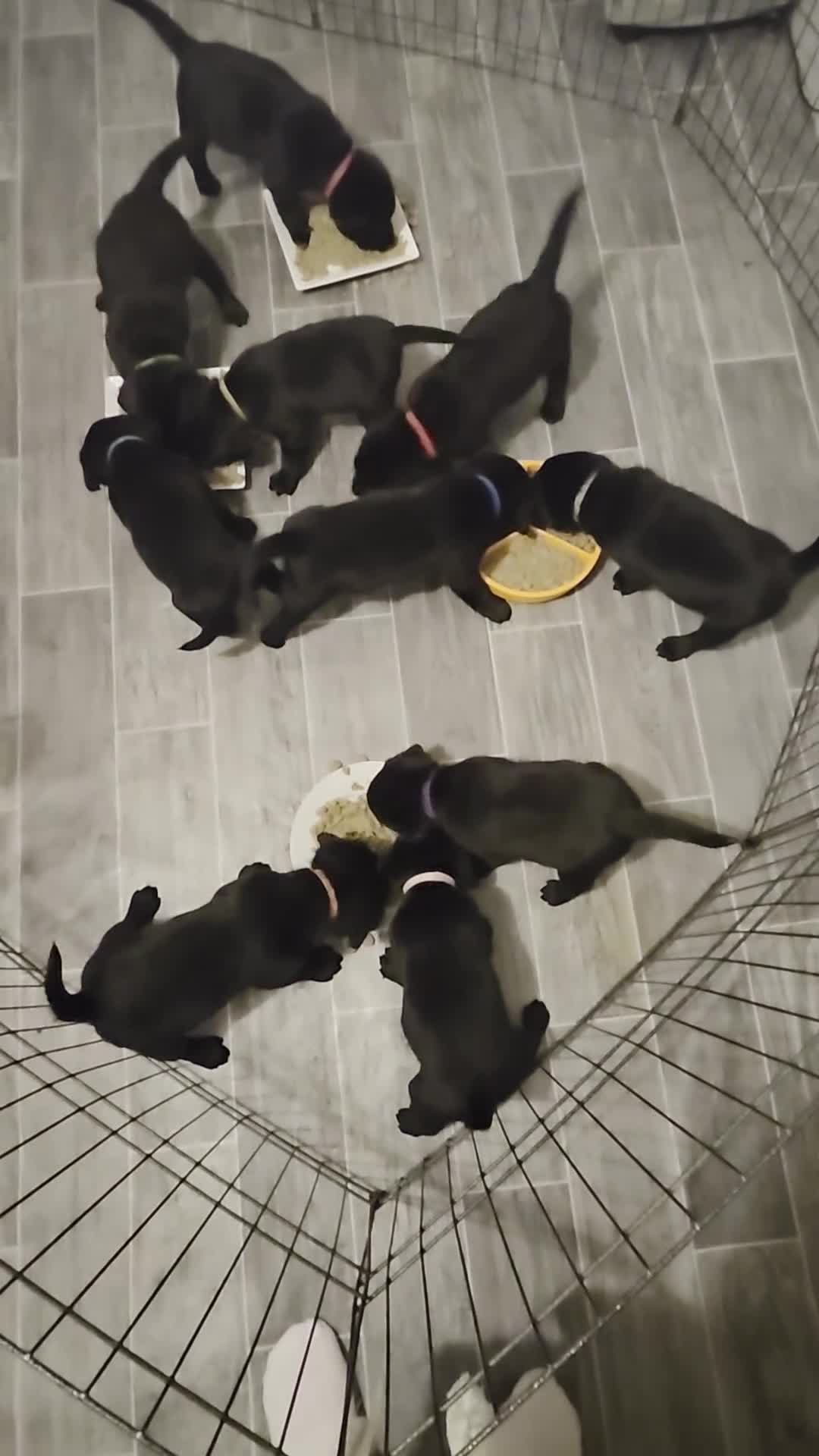 Labrador Retriever dogs for sale: 10 Healthy Black Labrador Retriever Puppies  - Video 3