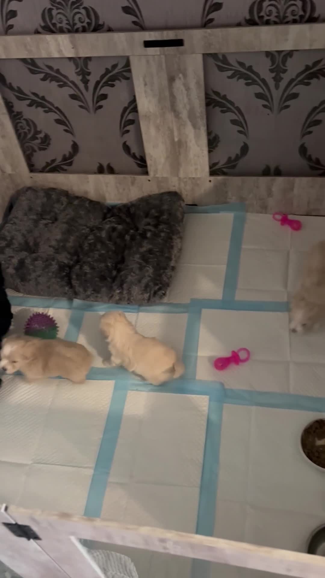 Maltipoo dogs for sale: Beautiful little maltipoo  - Video 2