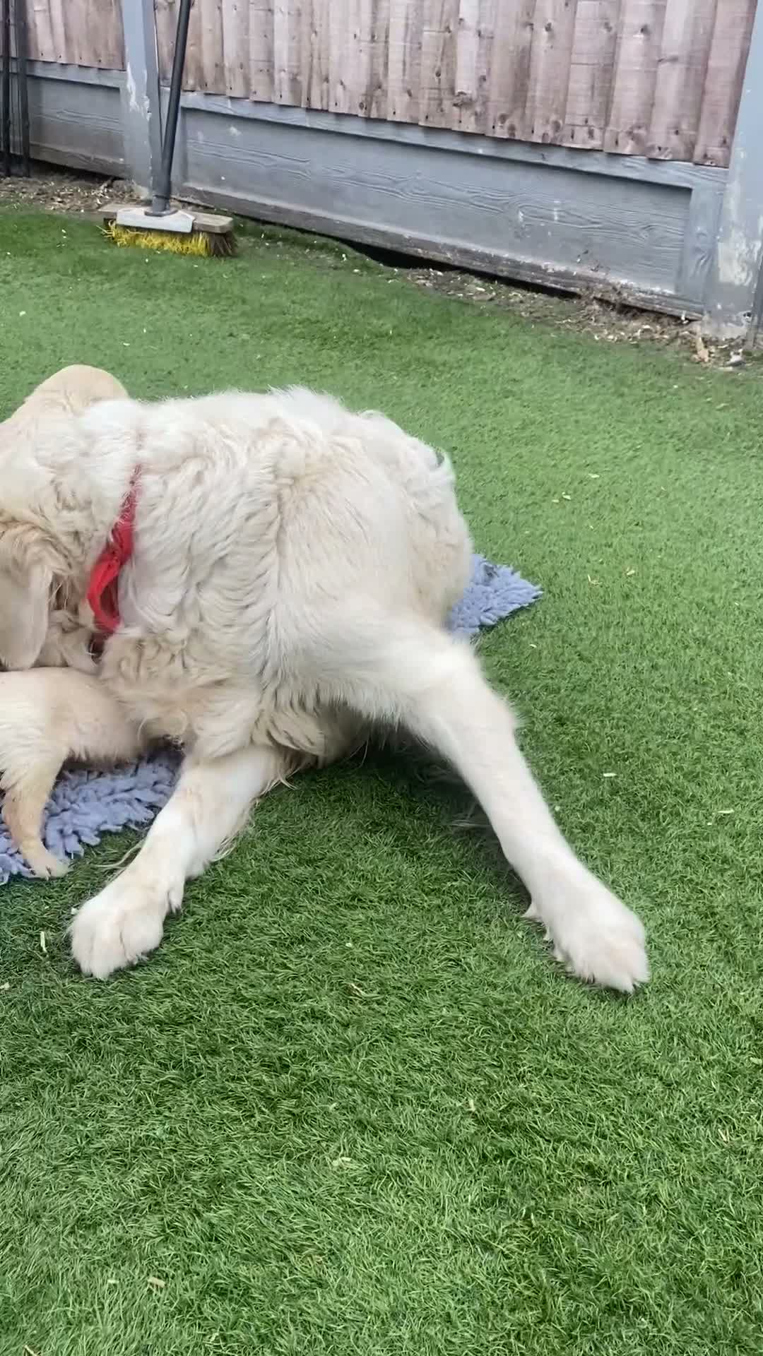 Golden Retriever dogs for sale: 🤍Cream / Platinum Golden Retriever Pups 🤍 - Video 1