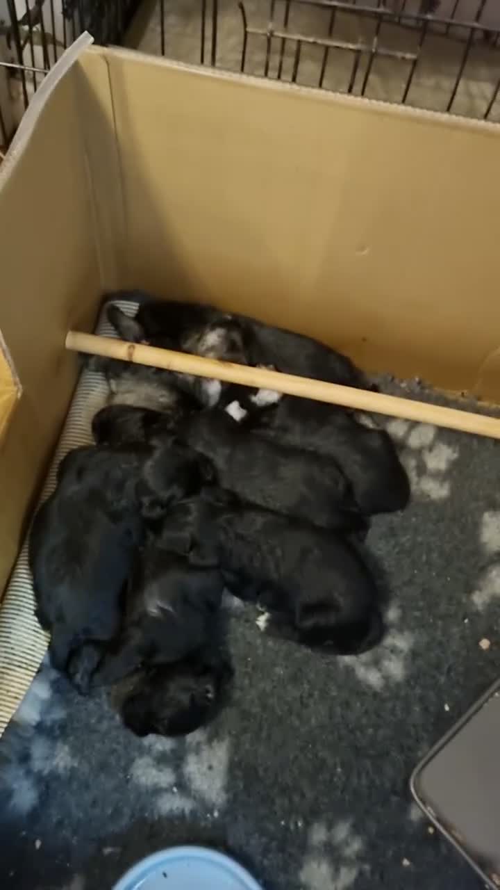 Miniature Schnauzer dogs for sale: Miniature schnauzer  in Evesham - Video 2