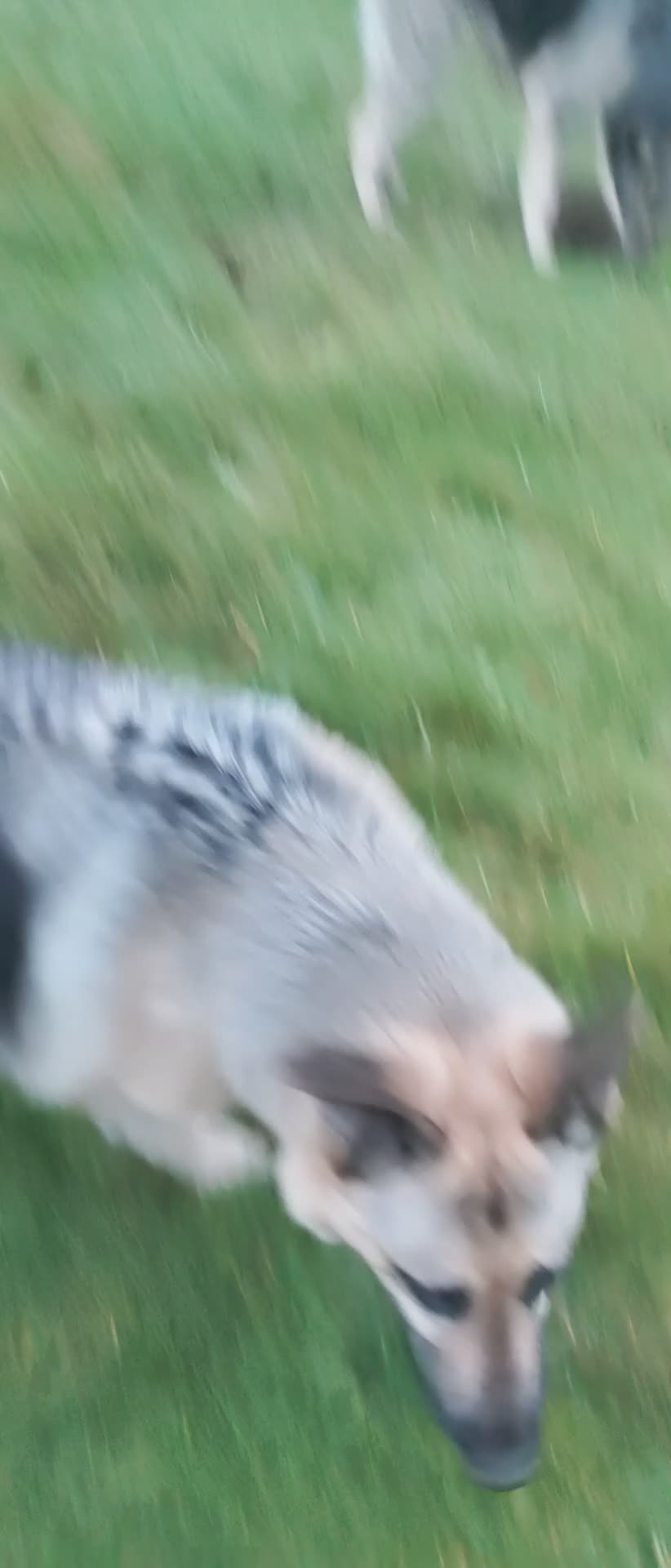 Mixed Breed dogs for sale: East European Shepherd  - Video 2