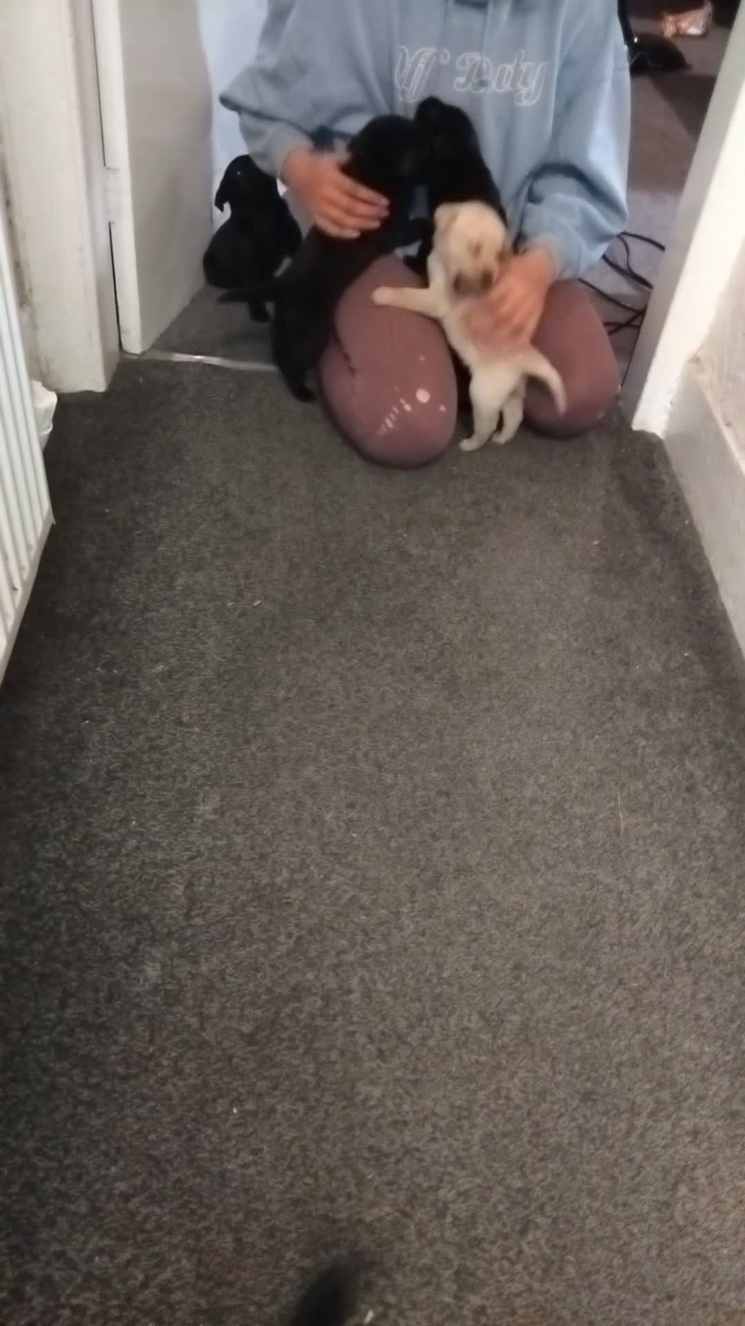 Labrador Retriever dogs for sale: Gorgeous KC registered Labrador puppies  - Video 3