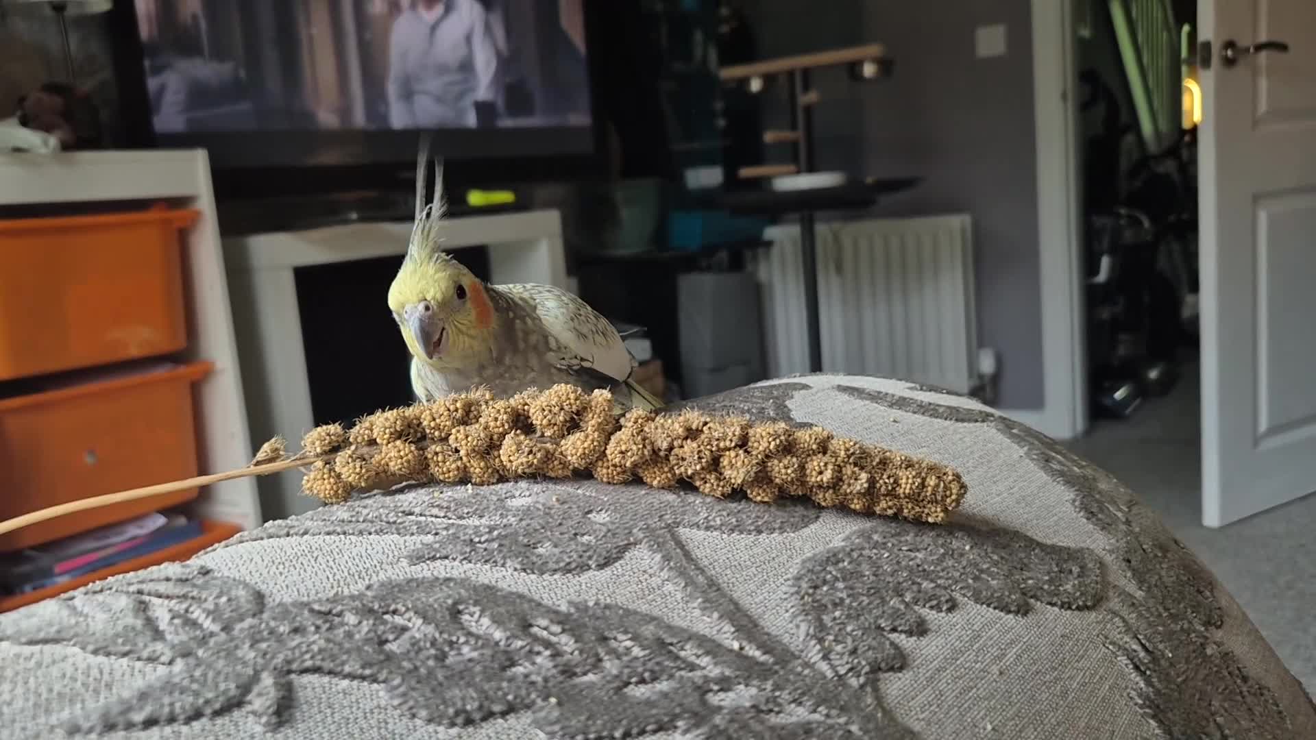 Cockatiels birds for sale: Single male cockatiel for sale  - Video 1