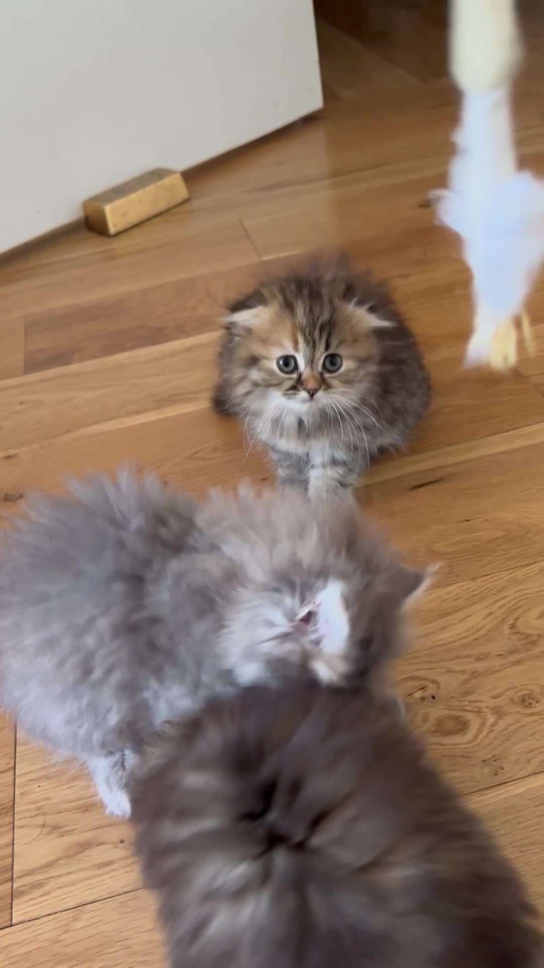 Scottish Fold cats for sale: Scottish Long hair  - Video 1