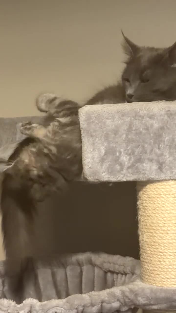 Maine Coon cats for sale: 6 beautiful blue silver mainecoons  - Video 3
