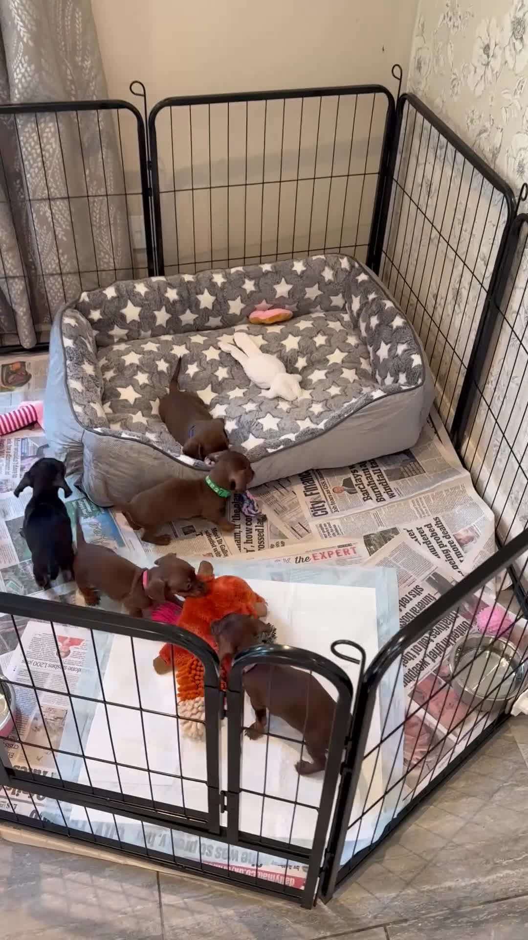 Miniature Dachshund dogs for sale: Outstanding Litter - Video 2