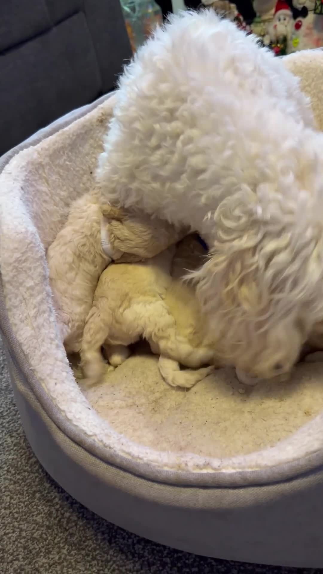 Cockapoo dogs for sale: F2 Toy cockapoo - Video 3