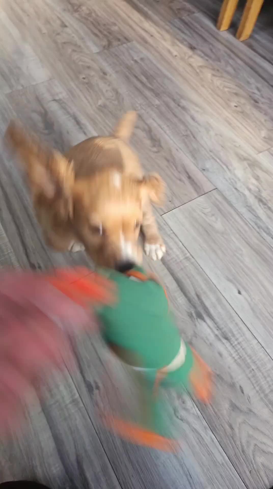 Cocker Spaniel dogs for sale: KC registered working cocker spaniel  - Video 3