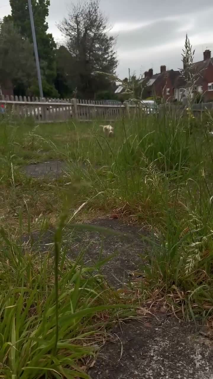 Mixed Breed dogs for sale: 5 month shitzu x poodle  in Lewes - Video 1