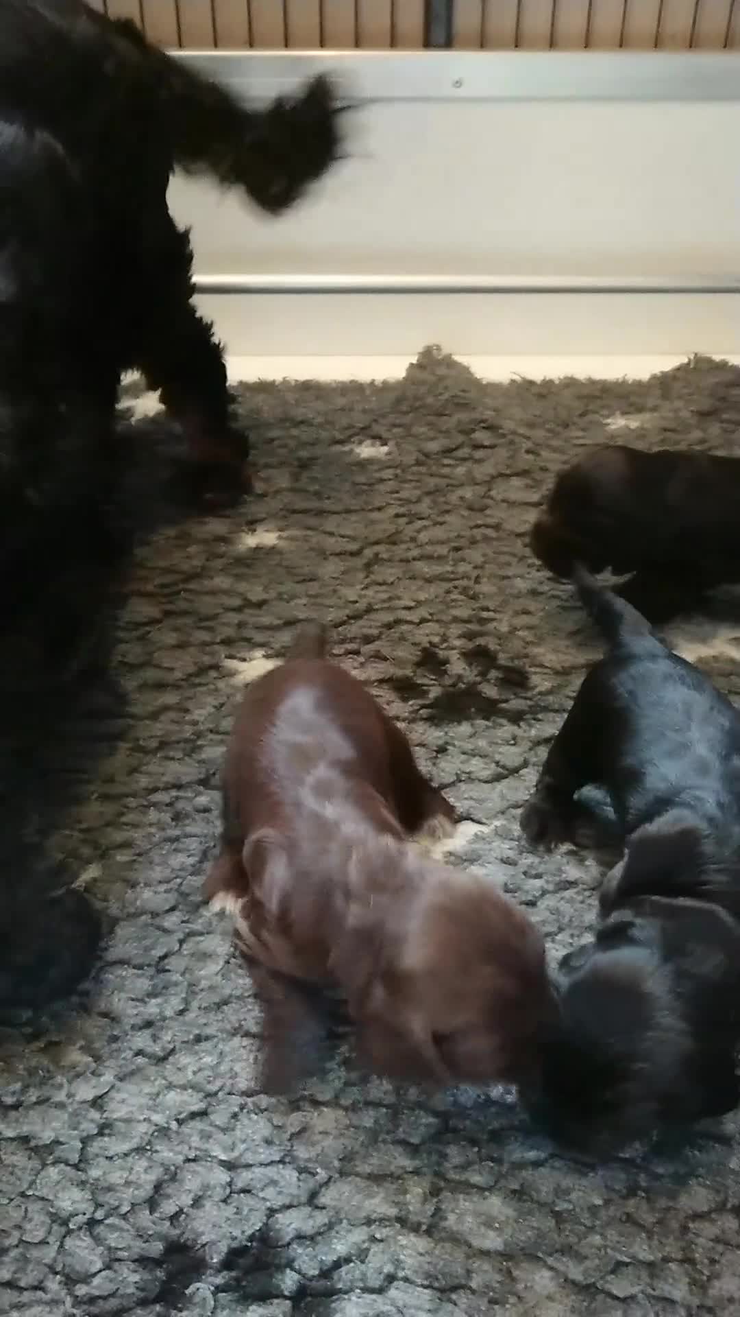 Cocker Spaniel dogs for sale: Health Tested KC Reg Showline Cocker Spaniel Pups - Video 5