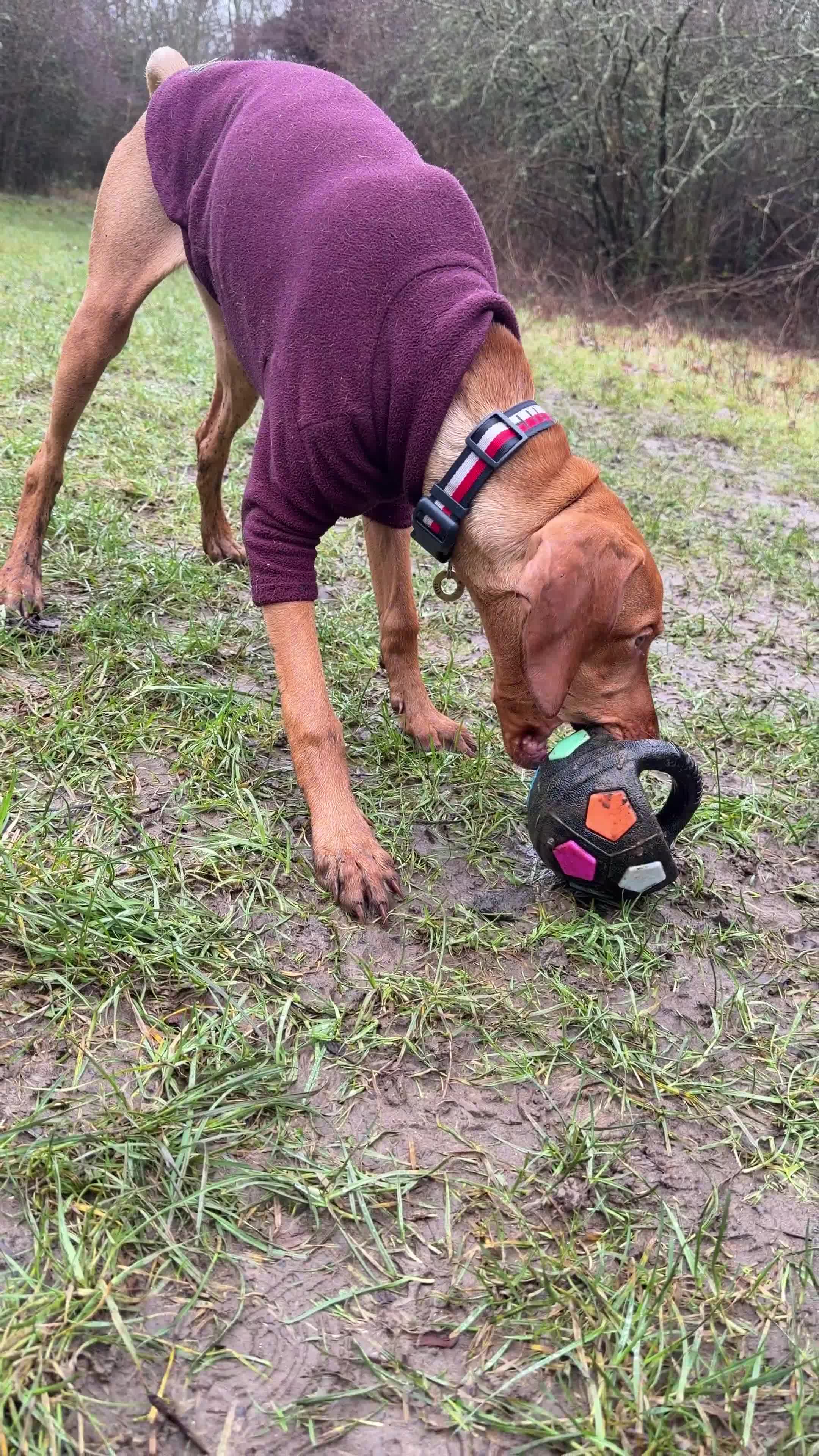 Hungarian Vizsla dogs for sale: Hungarian Vizsla Female 6 Months Old  - Video 3