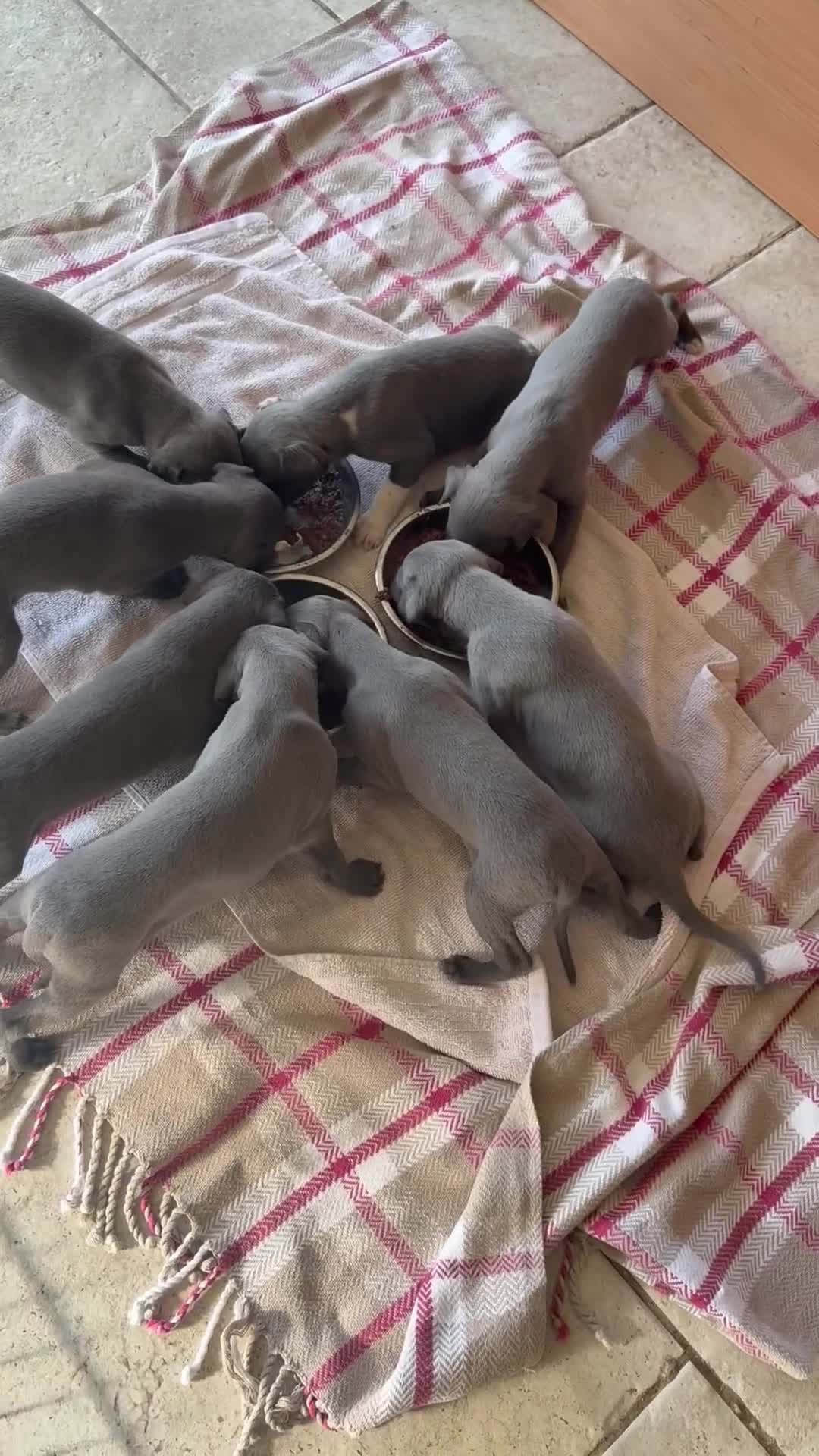 Whippet dogs for sale: Blue whippet puppies - Video 2