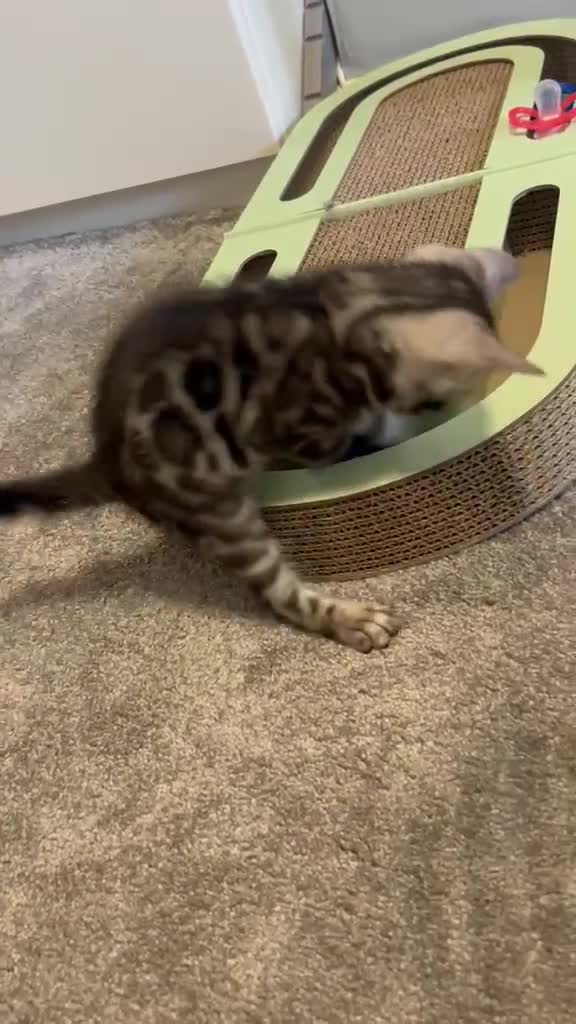 Bengal cats for sale: GCCF Registered Pedigree Kittens  in Huddersfield - Video 4