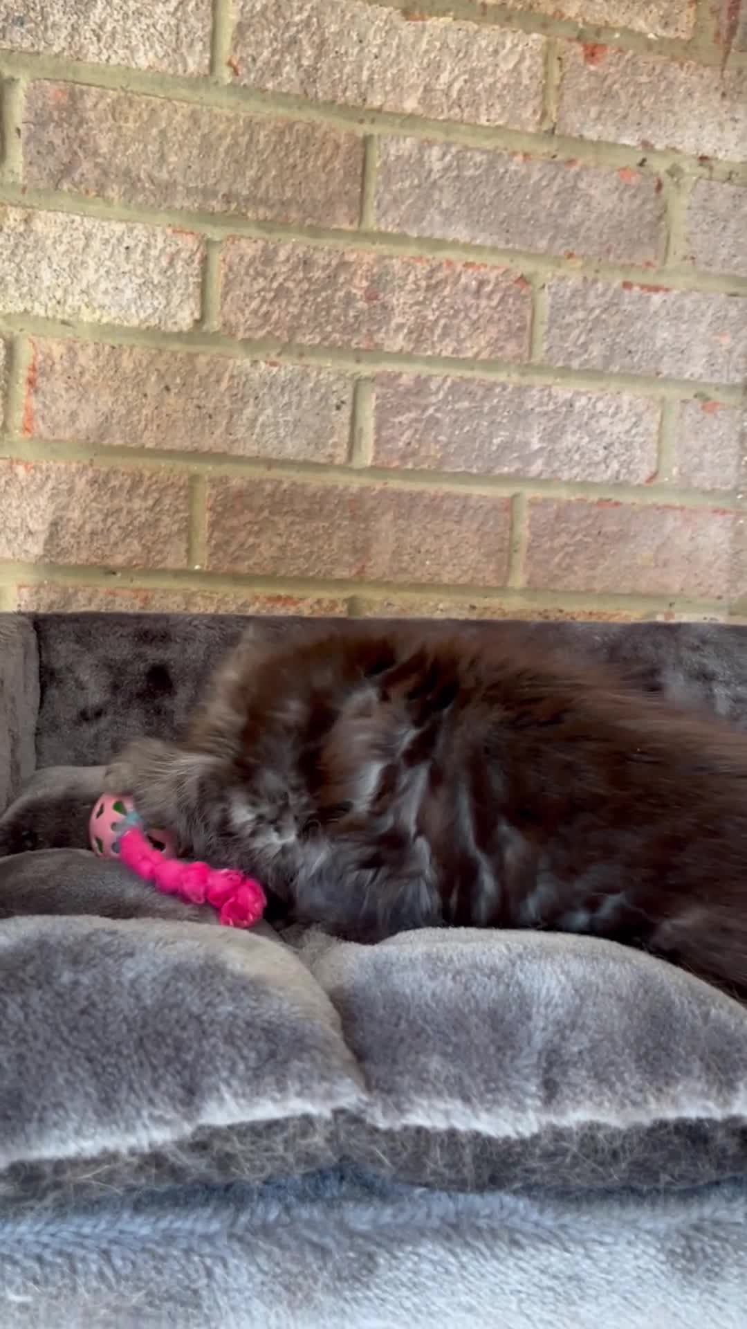 Maine Coon cats for sale: Pure Breed Maine Coon Kittens - Video 3