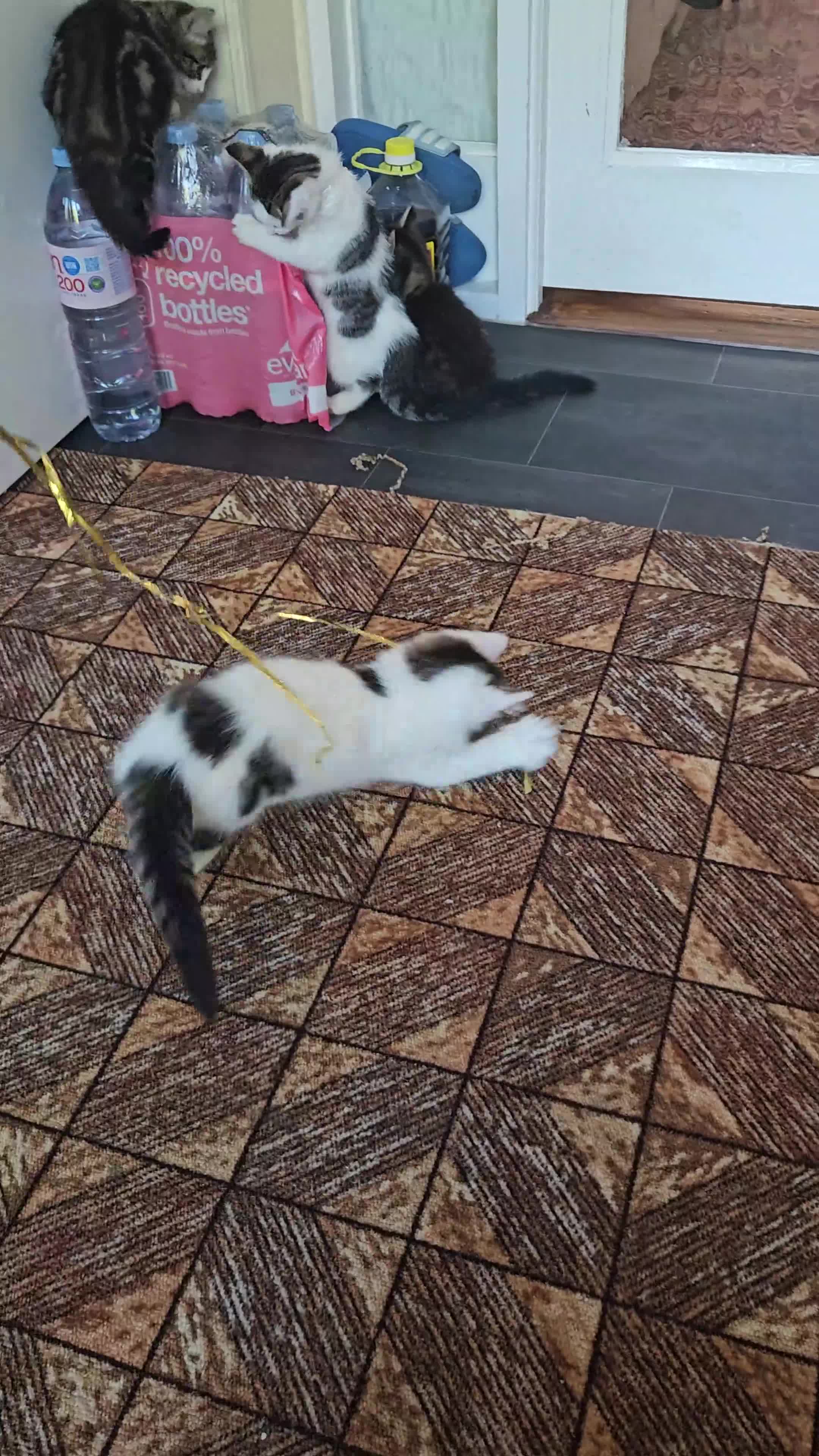 Domestic Shorthair cats for sale: Kitten  - Video 3