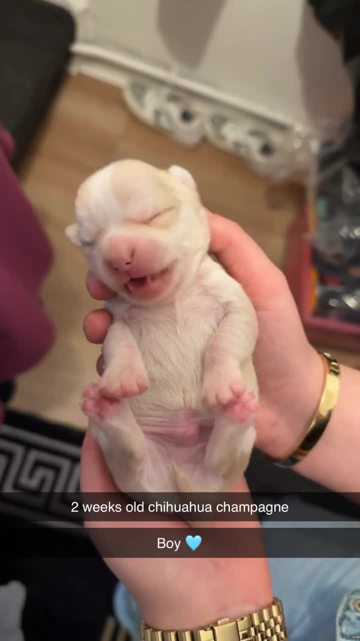 Chihuahua dogs for sale: 🌺Chihuahua puppies 🌺 - Video 1