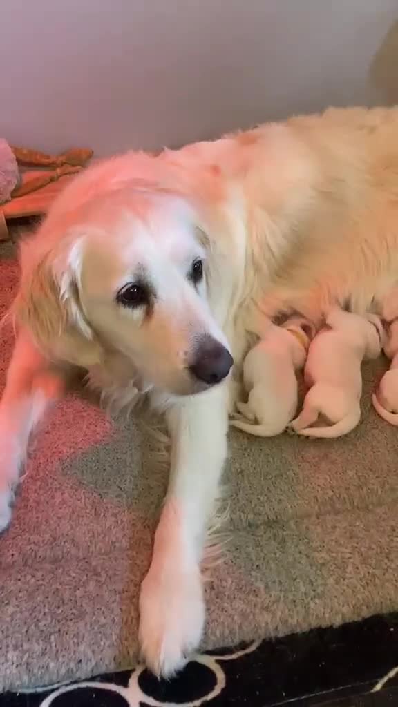 Golden Retriever dogs for sale: Elsa,  female pup in Sudbury - Video 3