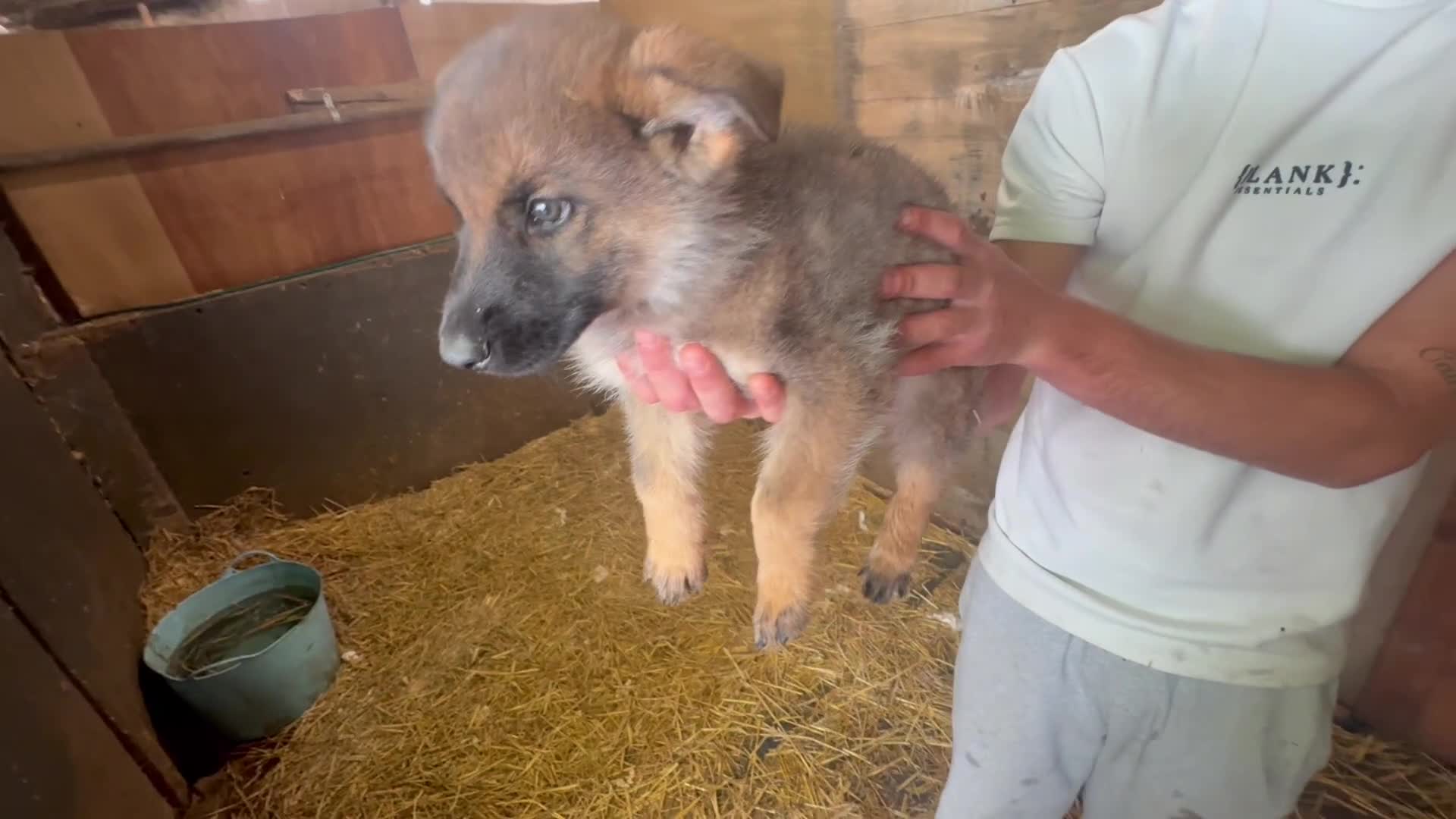 German Shepherd dogs for sale: Blue sable German shepherds  - Video 1