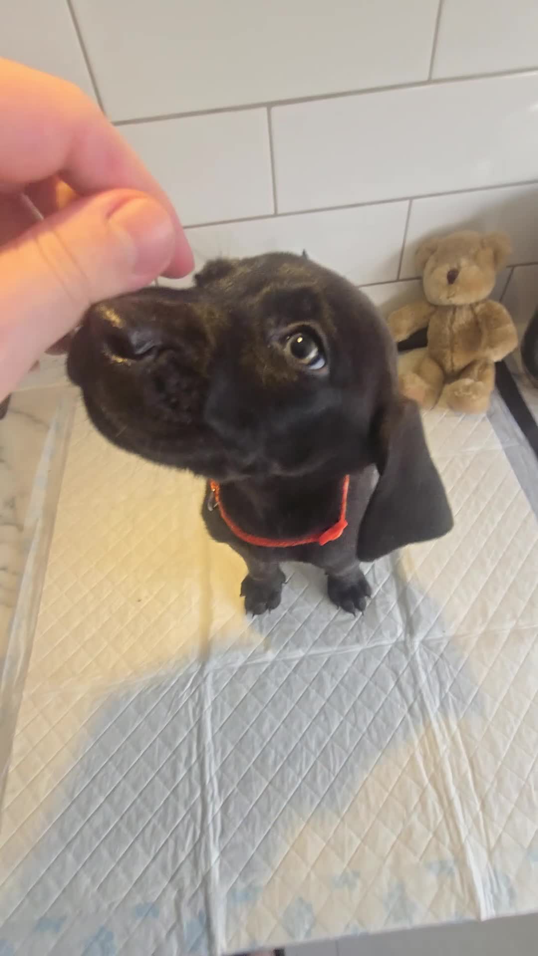 Mixed Breed dogs for sale: Doberman x Weimaraner Cross - Video 2