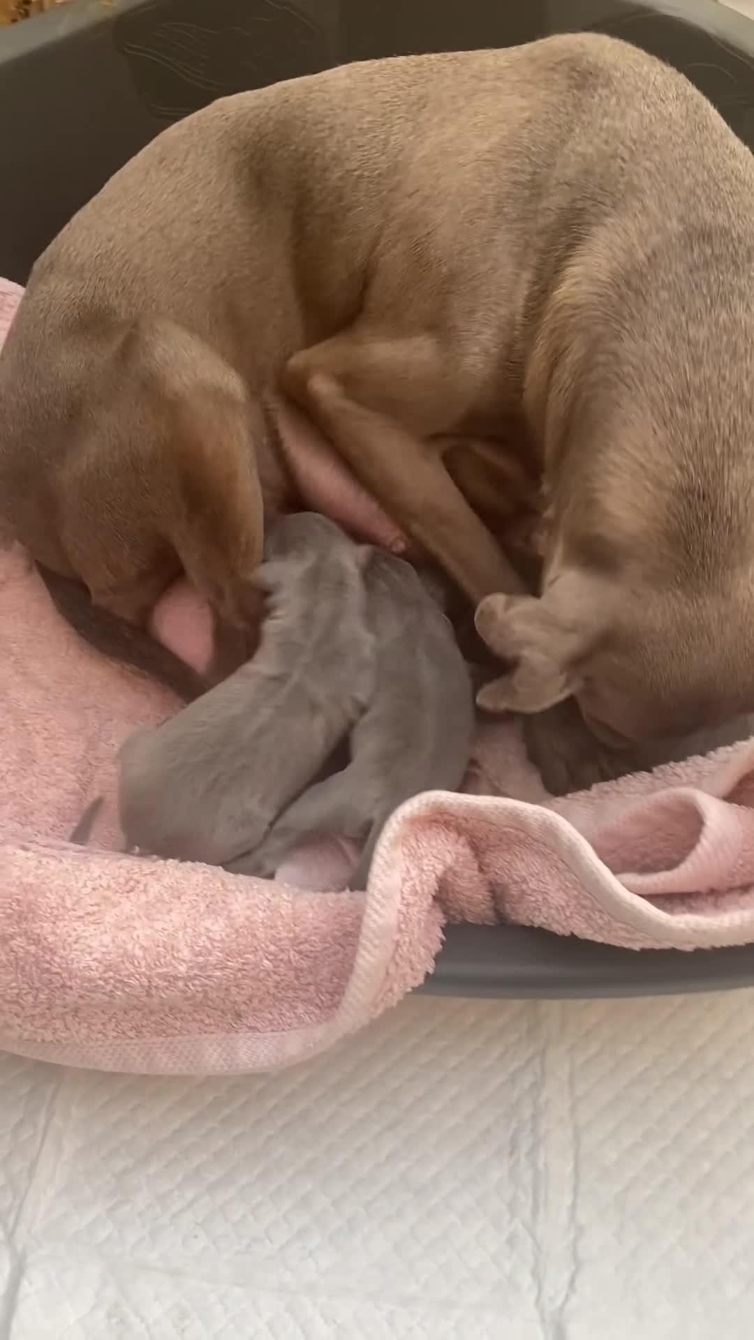 Italian Greyhound dogs for sale: X4 blue Italian greyhound dogs for sale  - Video 1