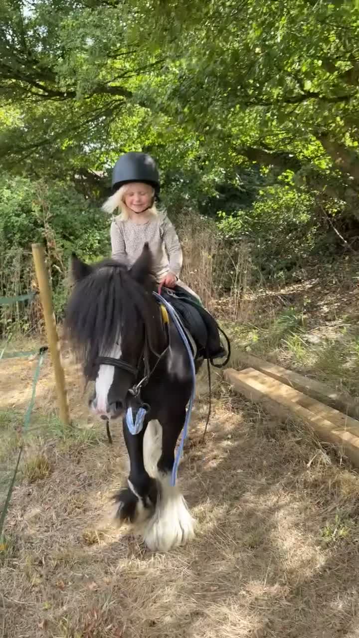 Irish Cob horses for sale: Mini Cob gelding in Southampton - Video 1