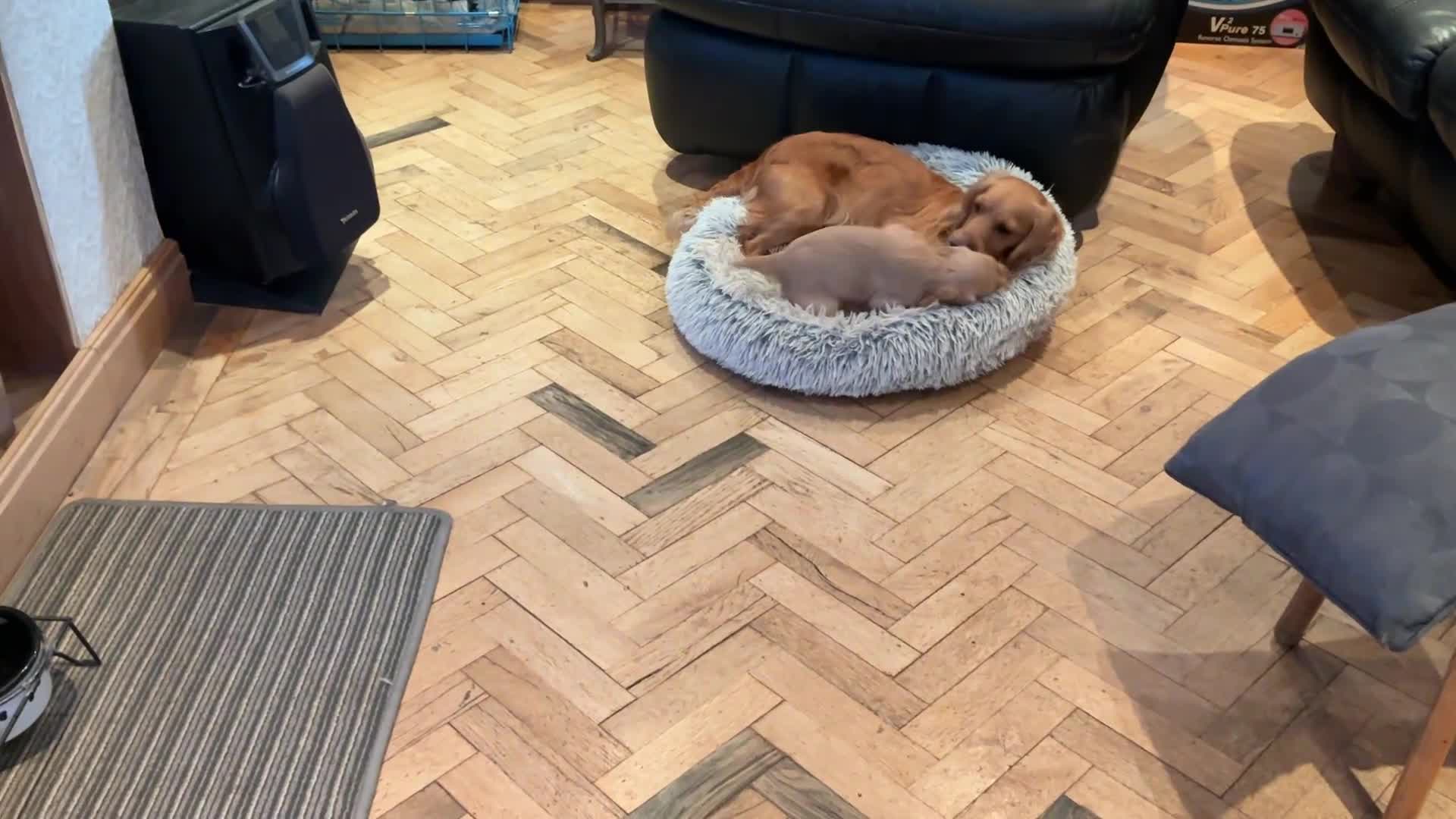 Cocker Spaniel dogs for sale: Working cocker spaniel  in Preston - Video 1