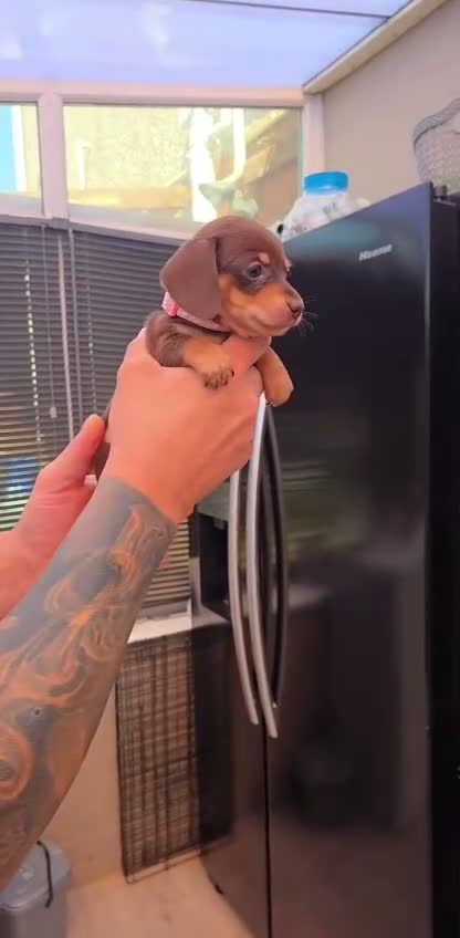 Miniature Dachshund dogs for sale: 🐶 Tiny minature dachshund puppies 🐶  - Video 1