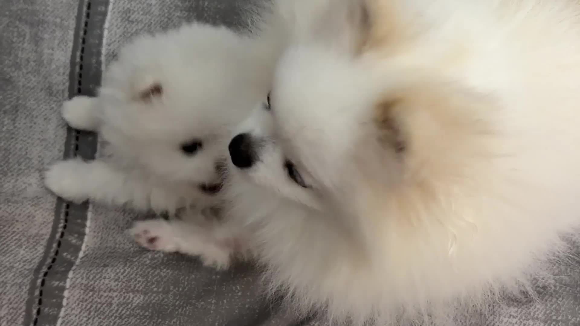 Pomeranian dogs for sale: Stunning KC litter of fluffy white Pom puppy boy - Video 1