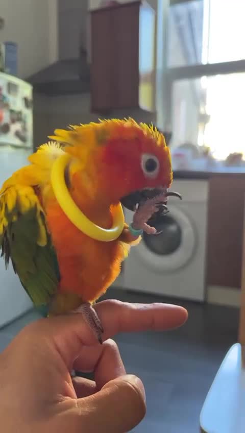 Conures birds for sale: Mango, Sun conure - Video 1