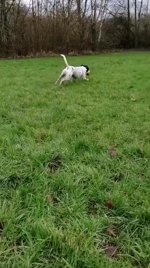 Mixed Breed dogs for adoption: 💙PATCH💙- 6,5 yo-small-to-medium-Easy-Loving Boy in Worcester - Video 1