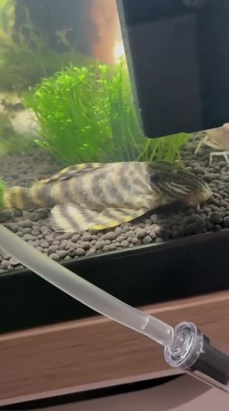 Plecos fish for sale: Pleco for sale  - Video 1