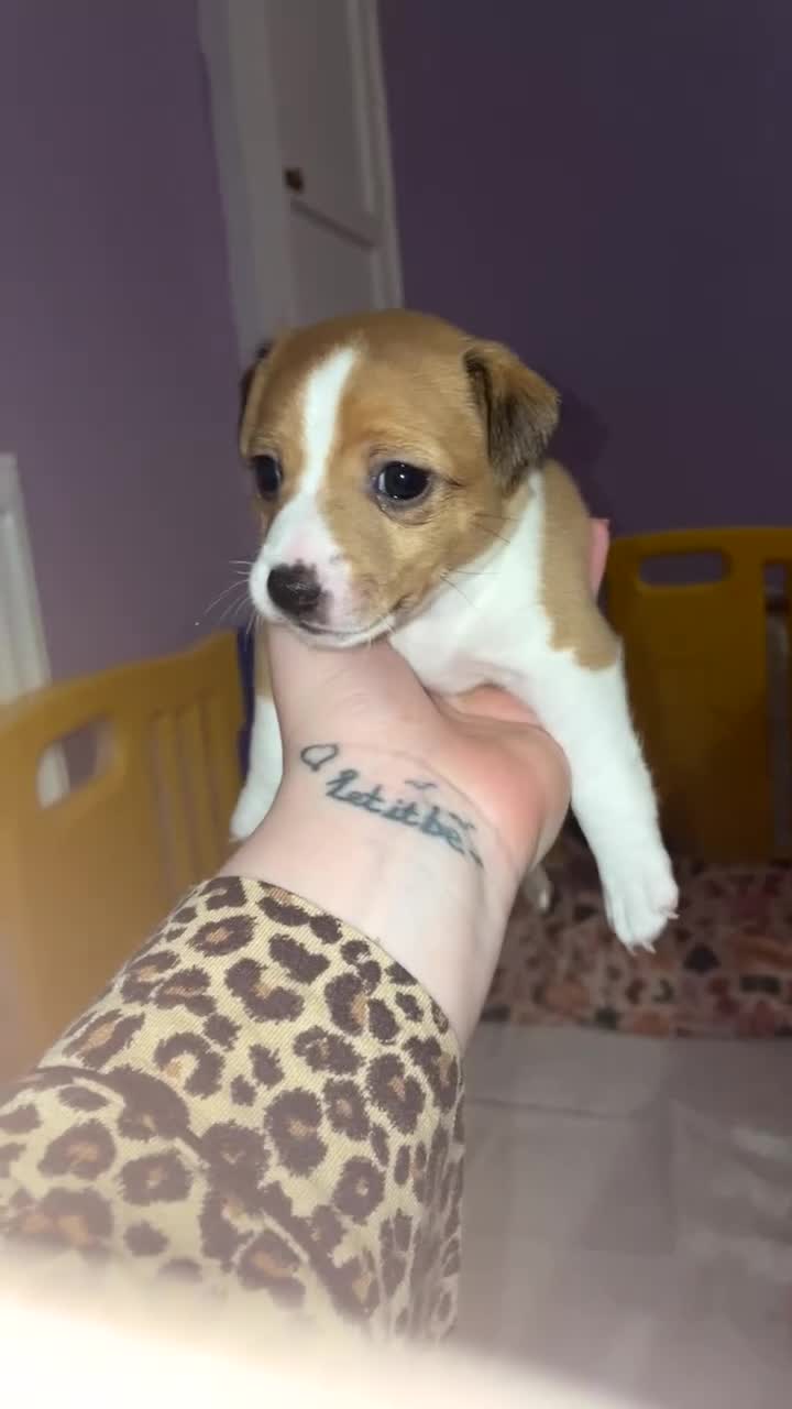Jack Russell dogs for sale: Jack Russell Terriors  - Video 3