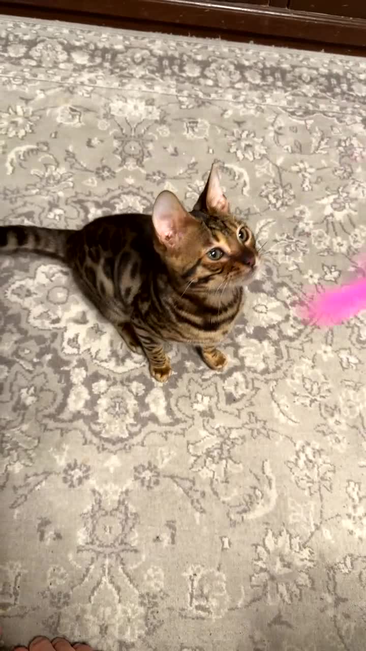 Bengal cats for sale: Last male TICA REGISTERED  - Video 1