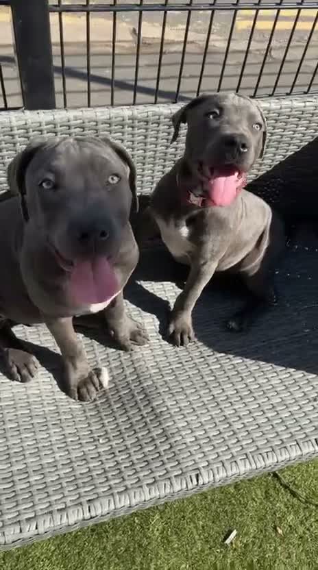 Cane Corso dogs for sale: 🐾LAST CANE CORSO FEMALE PUPPIE !!! - Video 1