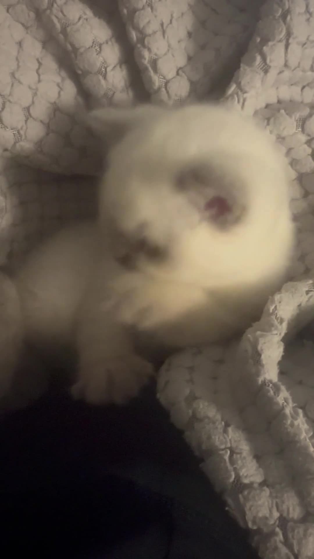 British Shorthair cats for sale: British shorthair and longhair kittens - Video 1
